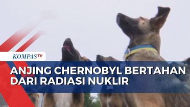 Terpapar Radiasi Nuklir, Genetik Anjing di Chernobyl Berubah