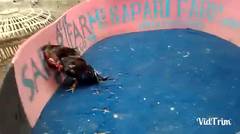 Sapari Farm: Banteng latihan setelah istirahat mabung molting