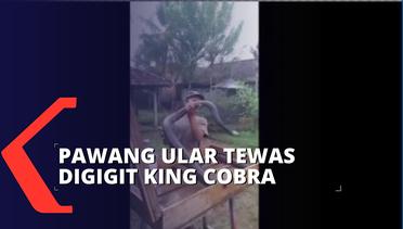 Pawang Ular di Jawa Timur Tewas Digigit King Cobra