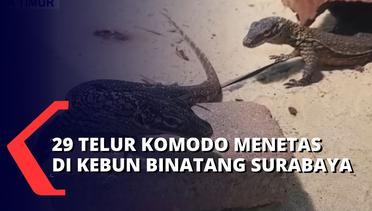 29 dari 40 Telur Komodo di Kebun Binatang Surabaya Menetas, Kini Total Ada 134 Ekor Komodo