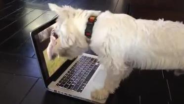 Anak Anjing Ini Terjebak Dalam Laptop