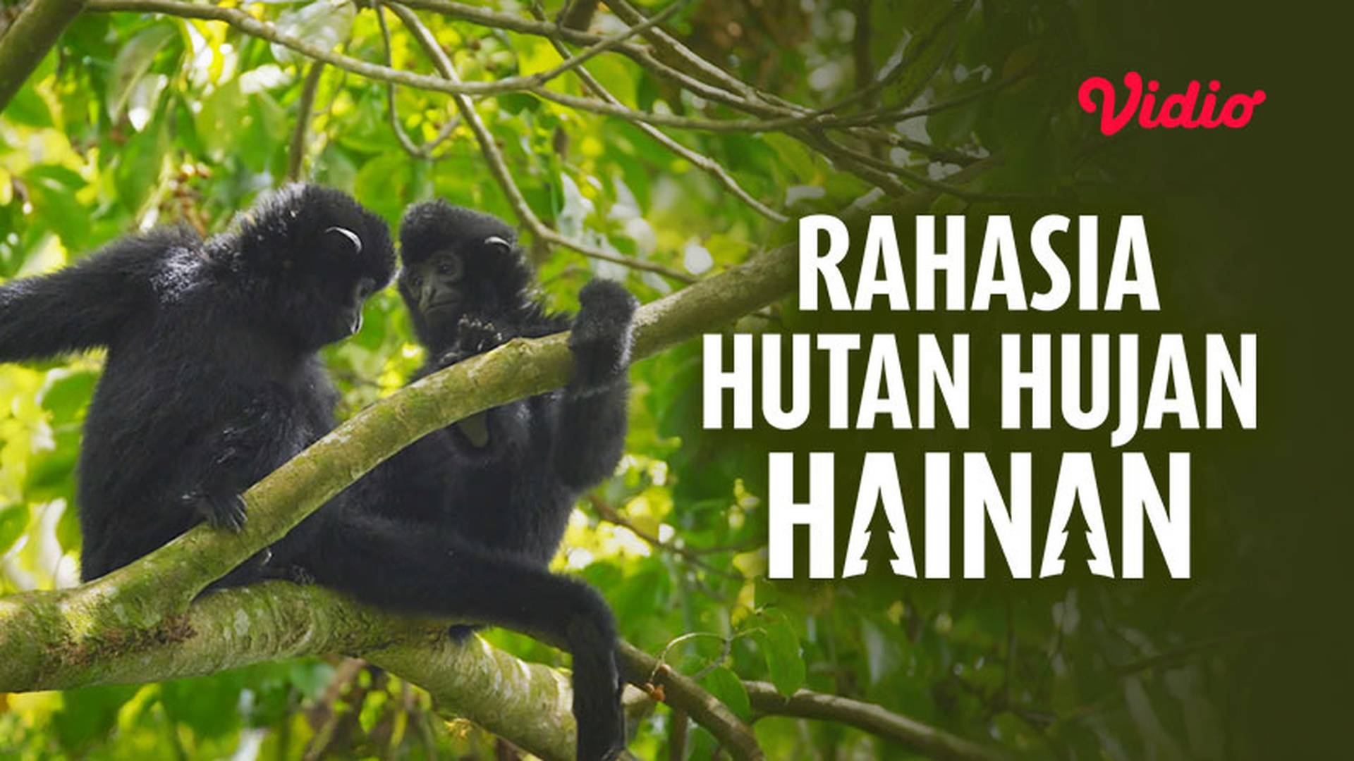 Rahasia Hutan Hujan Hainan