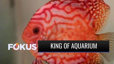 Budi Daya ‘King of Aquarium’, Ikan Discus Asal Amazon yang Memiliki Warna Cantik! | Fokus