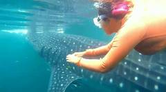 Swimming with whalesharks in Indonesia!