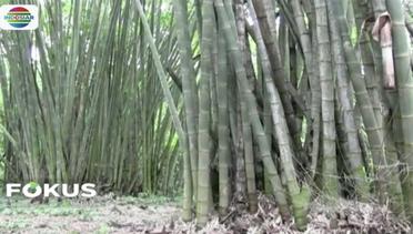 Wisata Alam Hutan Bambu Langka di Pagaralam Sumsel - Fokus Pagi