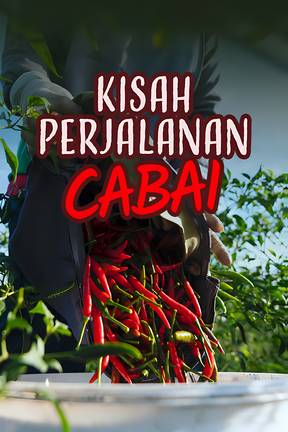 Kisah Perjalanan Cabai
