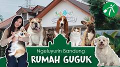 Main Sama Anjing-Anjing Lucu di Rumah Guguk Bandung, Gemes!