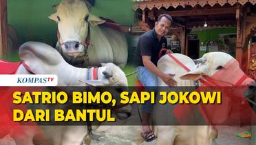 Satrio Bimo, Sapi Pilihan Presiden Jokowi dari Bantul untuk Iduladha