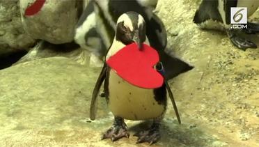 Hadiah Valentine Bantu Penguin Temukan Pasangan 