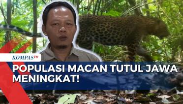 Populasi Macan Tutul Jawa di Taman Nasional Meru Betiri Meningkat