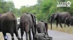 Solidaritas Tinggi Sekawanan Gajah Melindungi Temanya yang Jatuh Di Tengan Jalan