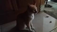 Video Lucu Kucing Manja