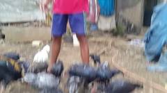 Peternak ayam pakhoy & ayam birma super, Mundakir cianjur farm