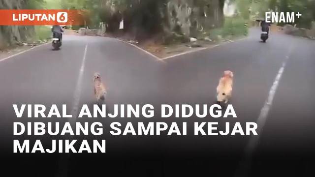 Viral Anjing Kejar Majikan yang Diduga Membuangnya di Bali, Ini Faktanya