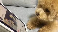 Lucunya Anjing Ini Menonton Video dari Handphone