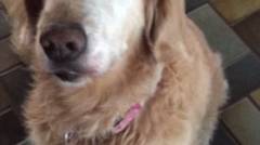 Aksi Senang Anjing Setelah Mendapat Kabar Baik Tentang Penyakit Kanker yang Dideritanya