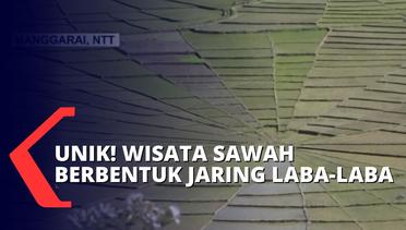 Manjakan Mata dengan Bentangan Sawah Lodok di Nusa Tenggara Timur, Sawah Jaring Laba-laba!