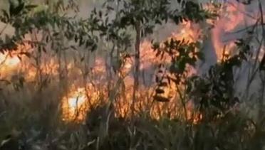 Belasan Hektare Kebun Sawit di Muaro Jambi kembali Terbakar