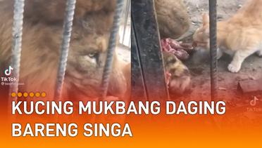 Bikin Khawatir, Kucing Mukbang Daging Bareng Singa