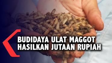 Seorang Pemuda Hasilkan Jutaan Rupiah Dari Budidaya Ulat Maggot