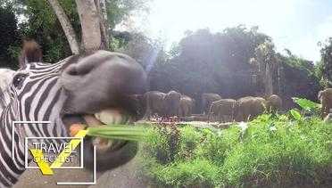 Serunya Ber'main-main' bareng Binatang-binatang yang 'Agresif' di TAMAN SAFARI! - TRAVEL'S CHECKLIST