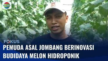 Pemuda Asal Jombang Berinovasi Budidaya Melon Hidroponik, Hasilkan Jutaan Rupiah Per Bulan | Fokus