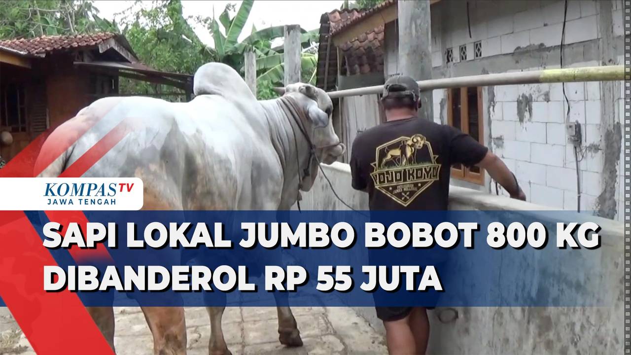 Sapi Lokal Jumbo Berbobot 800 Kg Dibanderol Rp 55 Juta - Kompas TV