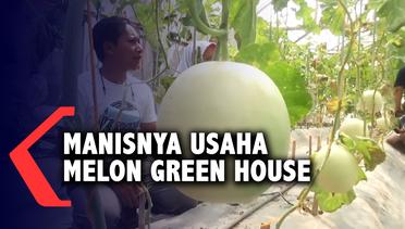 Warga Madiun Sukses Budidaya Melon Premium di Dalam Green House