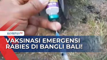 Dinas Pertanian, Ketahanan Pangan, & Peternakan di Bangli Bali Gelar Vaksinasi Emergensi Rabies!
