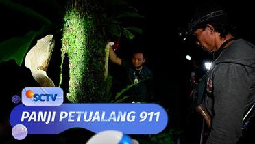 Malam-malam Bukan Ketemu Hanti, Panji Temukan Ular Bandotan/Puspa di Hutan | Panji Petualang 911