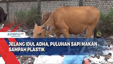 Jelang Idul Adha, Puluhan Sapi Makan Sampah Plastik