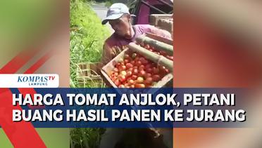 Harga Tomat Anjlok, Petani Buang Hasil Panen