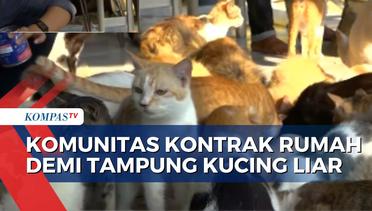 Komunitas Keluarga Kucing Lampung Rela Kontrak Rumah Demi Rawat Kucing Jalanan yang Sakit!