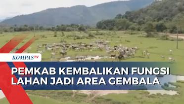 Pemkab Karo Kembalikan Fungsi Lahan 682 Hektar Jadi Area Gembala Hewan Ternak