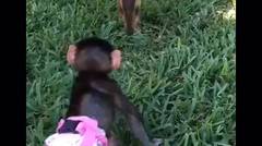 Kanguru diserang 2 Monyet 