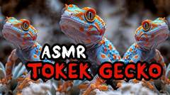 Suara Tokek Jelas.Buat Anak Cepat Tidur