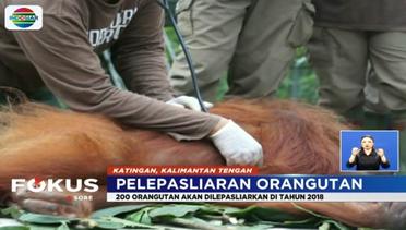BOSF Nyaru Menteng Melepas 4 Orangutan ke Hutan Kalimantan - Fokus Sore