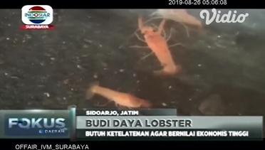 Bisnis Lobster, Penghasilan Jutaan Rupiah