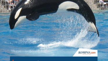 Atraksi Paus Orca, Hiburan yang Menyiksa Hewan