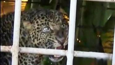 VIDEO: Warga Kurung Macan Tutul Nyasar Asal Gunung Sawal Ciamis