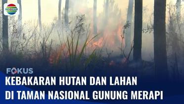Lahan Hutan Kawasan Konservasi Taman Nasional Gunung Merapi Terbakar Hebat | Fokus