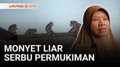 Monyet Liar Serbu Permukiman di Serpong, Bergelantungan Hingga Menyeberang Jalan | Liputan 6