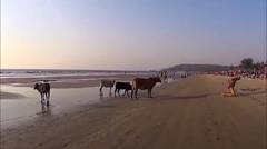 Gerombolan sapi menghampiri para wisatawan di pinggir pantai