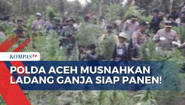 Polda Aceh Temukan 43 Hektar Ladang Ganja Siap Panen, Langsung Dimusnahkan!