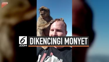 Selfie Bareng Monyet, Turis Ini Malah Dikencingi