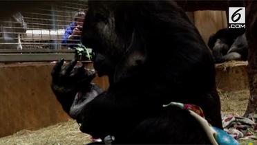 Kelahiran Bayi Gorila di Amerika Serikat 