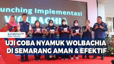 Uji Coba Nyamuk Wolbachia di Semarang Aman & Efektif