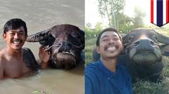 Foto viral petani Thailand dengan kerbaunya - TomoNews