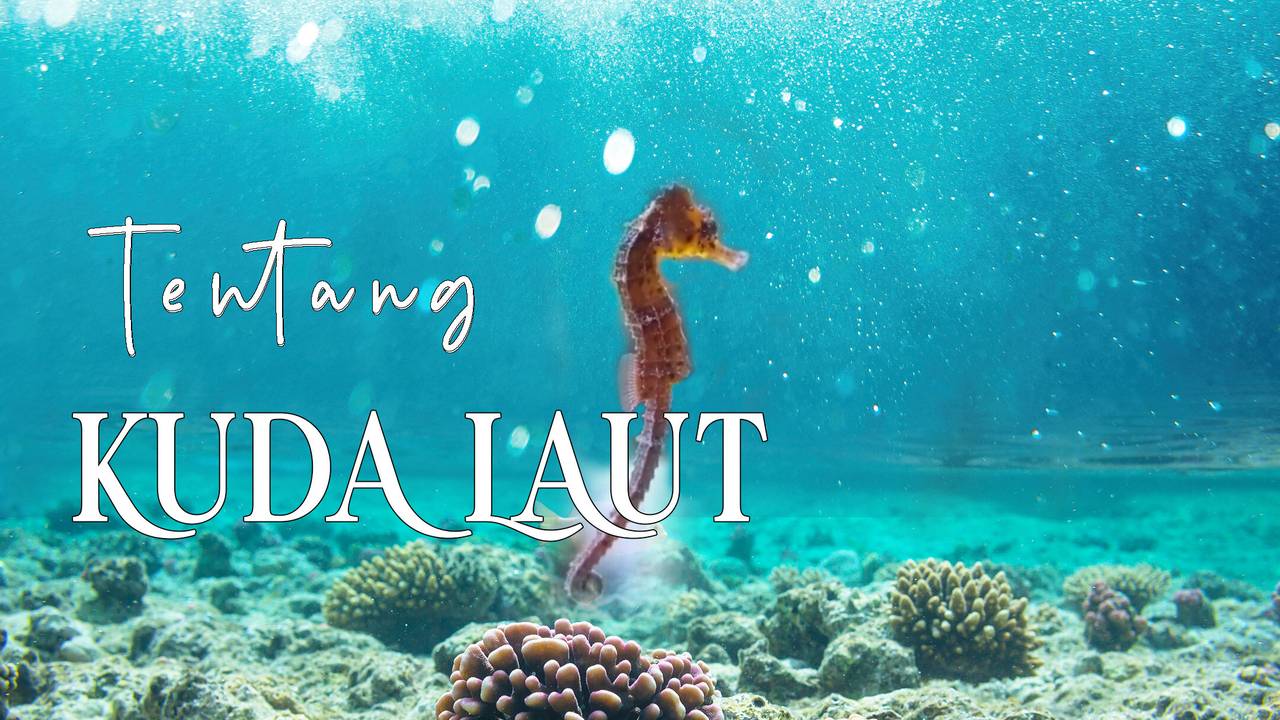 Tentang Kuda Laut Full Movie
