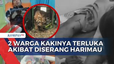 2 Warga Korban Terkaman Harimau di Langkat Terluka di Bagian Paha dan Kaki